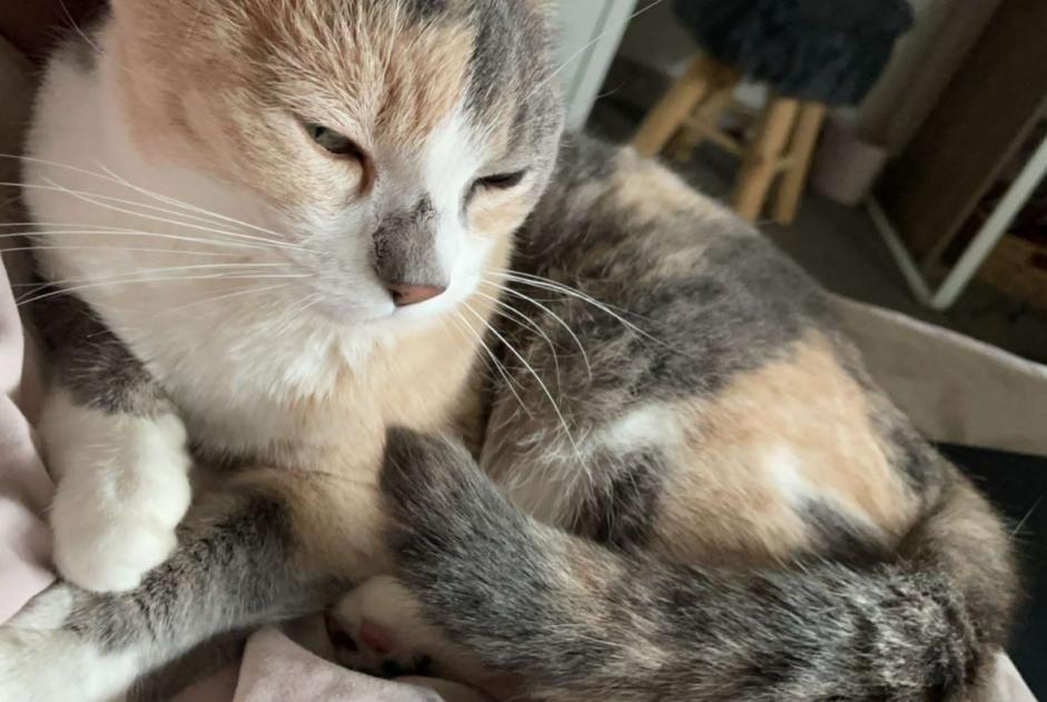 Vermisstmeldung Katze rassenmischung Weiblich , 8 jahre Châteauroux Frankreich