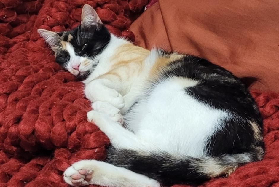 Vermisstmeldung Katze Weiblich , 2 jahre Châteauroux Frankreich
