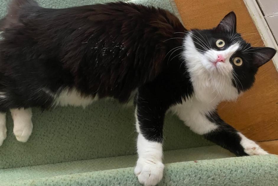 Alerte Disparition Chat Femelle , 1 ans Châteauroux France Alerte Disparition Chat Femelle , 1 ans Châteauroux France