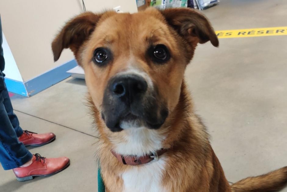Alerte Découverte Chien croisement Inconnu Sarzay France